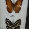 Mariposas colección. Pareja de marcos con 7 preciosas mariposas en vitrinas enmarcadas.