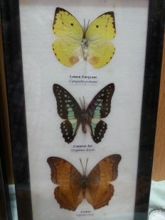 Mariposas colección. Pareja de marcos con 7 preciosas mariposas en vitrinas enmarcadas.