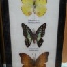 Mariposas colección. Pareja de marcos con 7 preciosas mariposas en vitrinas enmarcadas.