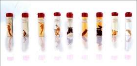 Insectps y larvas en formol. Colección de 9 probetas y cesta expositora. IMpresionante.