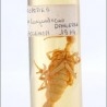 Insectps y larvas en formol. Colección de 9 probetas y cesta expositora. IMpresionante.