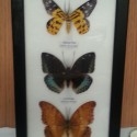 Mariposas disecadas en vitrina. 3 ejemplares diferentes e identificados.