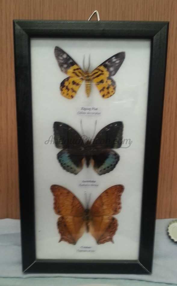 Mariposas disecadas en vitrina. 3 ejemplares diferentes e identificados.