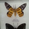 Mariposas disecadas en vitrina. 3 ejemplares diferentes e identificados.