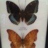 Mariposas disecadas en vitrina. 3 ejemplares diferentes e identificados.