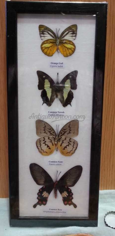 Mariposas disecadas en vitrina. 4 ejemplares diferentes e identificados en marco.