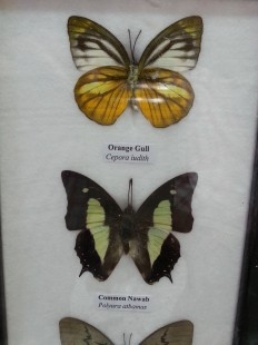 Mariposas disecadas en vitrina. 4 ejemplares diferentes e identificados en marco.