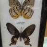 Mariposas disecadas en vitrina. 4 ejemplares diferentes e identificados en marco.