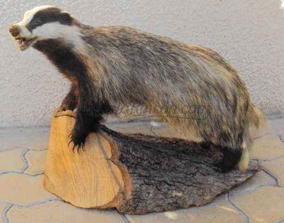 Tejón disecado de cuerpo entero. Meles meles. Tejón del norte de Europa. ESPECIE NO CITES. Tejón disecado de cuerpo entero. Meles meles. Tejón del norte de Europa. ESPECIE NO CITES.