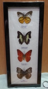 Mariposas disecadas en vitrina. 4 ejemplares diferentes e identificados.