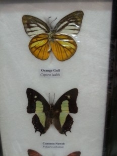 Mariposas disecadas en vitrina. 4 ejemplares diferentes e identificados.