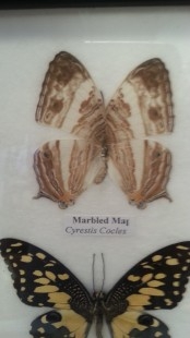 Mariposas disecadas en vitrina. 3 ejemplares diferentes e identificados.