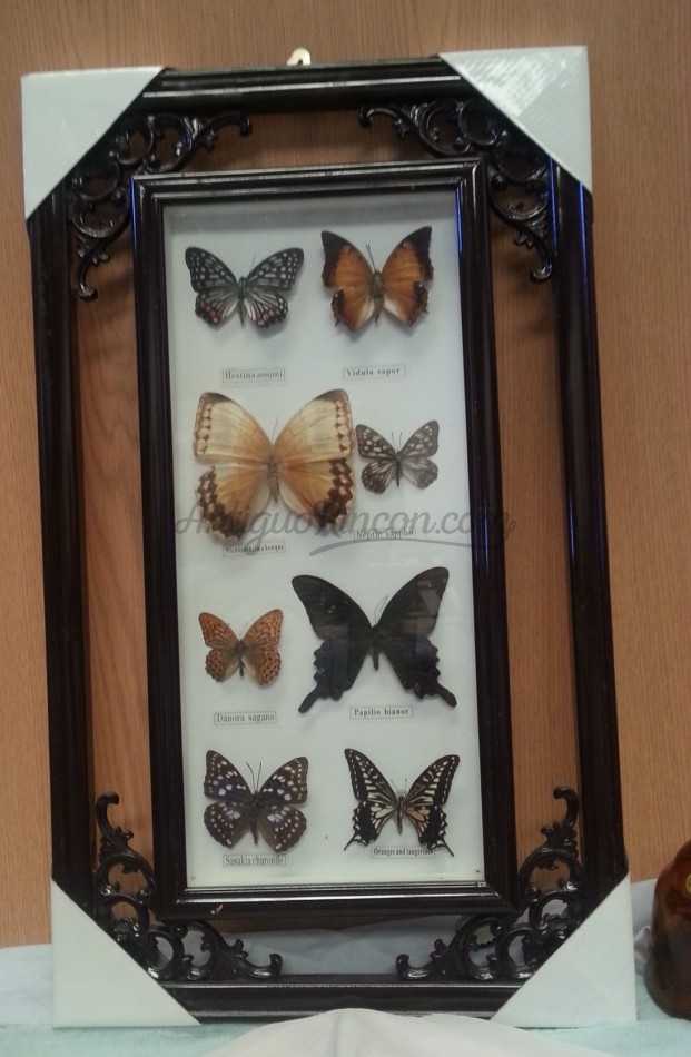 Mariposas disecadas en vitrina. 8 ejemplares diferentes e identificados.