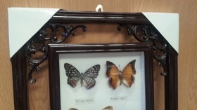 Mariposas disecadas en vitrina. 8 ejemplares diferentes e identificados.