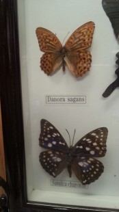 Mariposas disecadas en vitrina. 8 ejemplares diferentes e identificados.