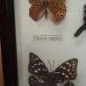 Mariposas disecadas en vitrina. 8 ejemplares diferentes e identificados.