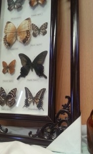 Mariposas disecadas en vitrina. 8 ejemplares diferentes e identificados.