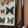 Mariposas disecadas en vitrina. 8 ejemplares diferentes e identificados.