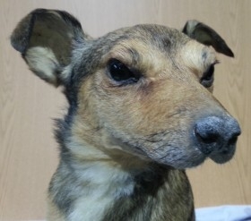 Perro disecado de cuerpo entero. Raza callejera. Precioso animal.