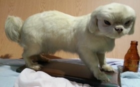 Perro disecado de cuerpo entero. Raza caniche. Precioso animal de pelo blanco.