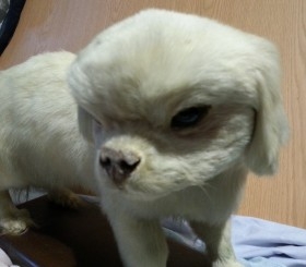 Perro disecado de cuerpo entero. Raza caniche. Precioso animal de pelo blanco.