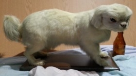 Perro disecado de cuerpo entero. Raza caniche. Precioso animal de pelo blanco.