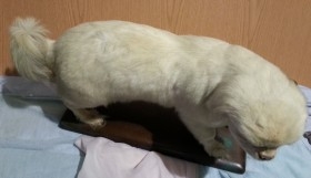 Perro disecado de cuerpo entero. Raza caniche. Precioso animal de pelo blanco.