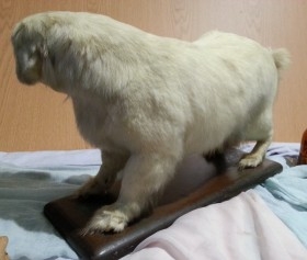 Perro disecado de cuerpo entero. Raza caniche. Precioso animal de pelo blanco.