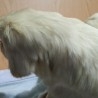 Perro disecado de cuerpo entero. Raza caniche. Precioso animal de pelo blanco.