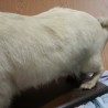 Perro disecado de cuerpo entero. Raza caniche. Precioso animal de pelo blanco.