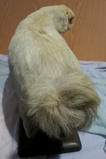 Perro disecado de cuerpo entero. Raza caniche. Precioso animal de pelo blanco.