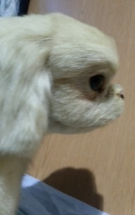 Perro disecado de cuerpo entero. Raza caniche. Precioso animal de pelo blanco.