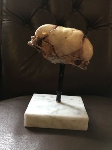Cráneo de feto siameses. Réplica. Tamaño natural. HOmo siamensis. Impresionante.