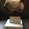 Cráneo de feto siameses. Réplica. Tamaño natural. HOmo siamensis. Impresionante.