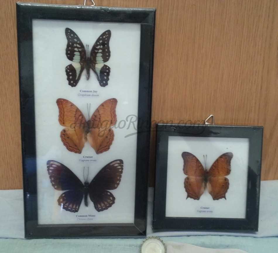 Mariposas disecadas en vitrina. 2 cuadros acristalados. 4 ejemplares.
