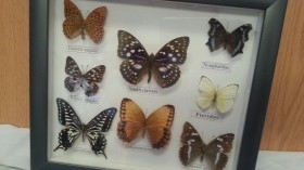 Mariposas disecadas en vitrina. 8 ejemplares diferentes e identificados.