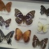 Mariposas disecadas en vitrina. 8 ejemplares diferentes e identificados.