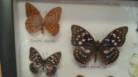 Mariposas disecadas en vitrina. 8 ejemplares diferentes e identificados.