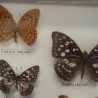 Mariposas disecadas en vitrina. 8 ejemplares diferentes e identificados.