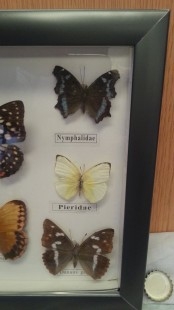 Mariposas disecadas en vitrina. 8 ejemplares diferentes e identificados.