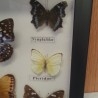 Mariposas disecadas en vitrina. 8 ejemplares diferentes e identificados.