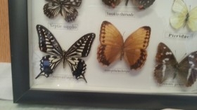 Mariposas disecadas en vitrina. 8 ejemplares diferentes e identificados.