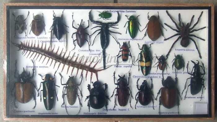 Insectos disecados en vitrina. 22 ejemplares diferentes e identificados.