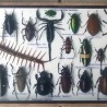 Insectos disecados en vitrina. 22 ejemplares diferentes e identificados.