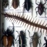 Insectos disecados en vitrina. 22 ejemplares diferentes e identificados.