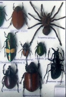 Insectos disecados en vitrina. 22 ejemplares diferentes e identificados.