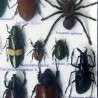 Insectos disecados en vitrina. 22 ejemplares diferentes e identificados.