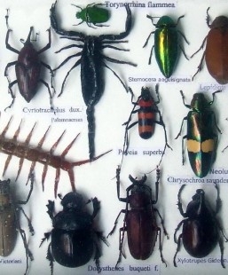 Insectos disecados en vitrina. 22 ejemplares diferentes e identificados.