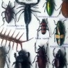 Insectos disecados en vitrina. 22 ejemplares diferentes e identificados.