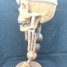  en pedestal personalizado. Homo chimbulensis. 40 cm altura.